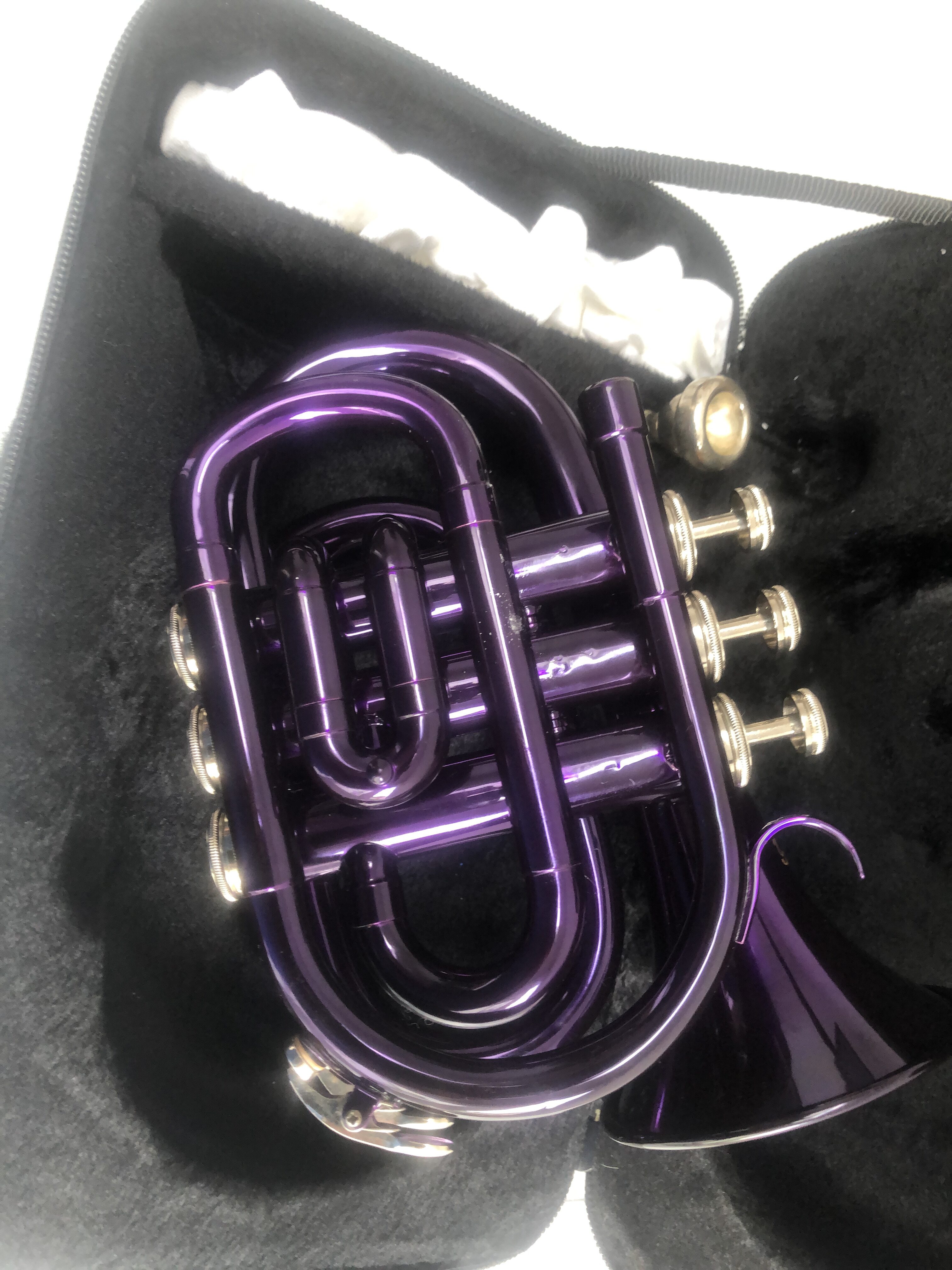 Read more about the article Purple Pocket Trumpet